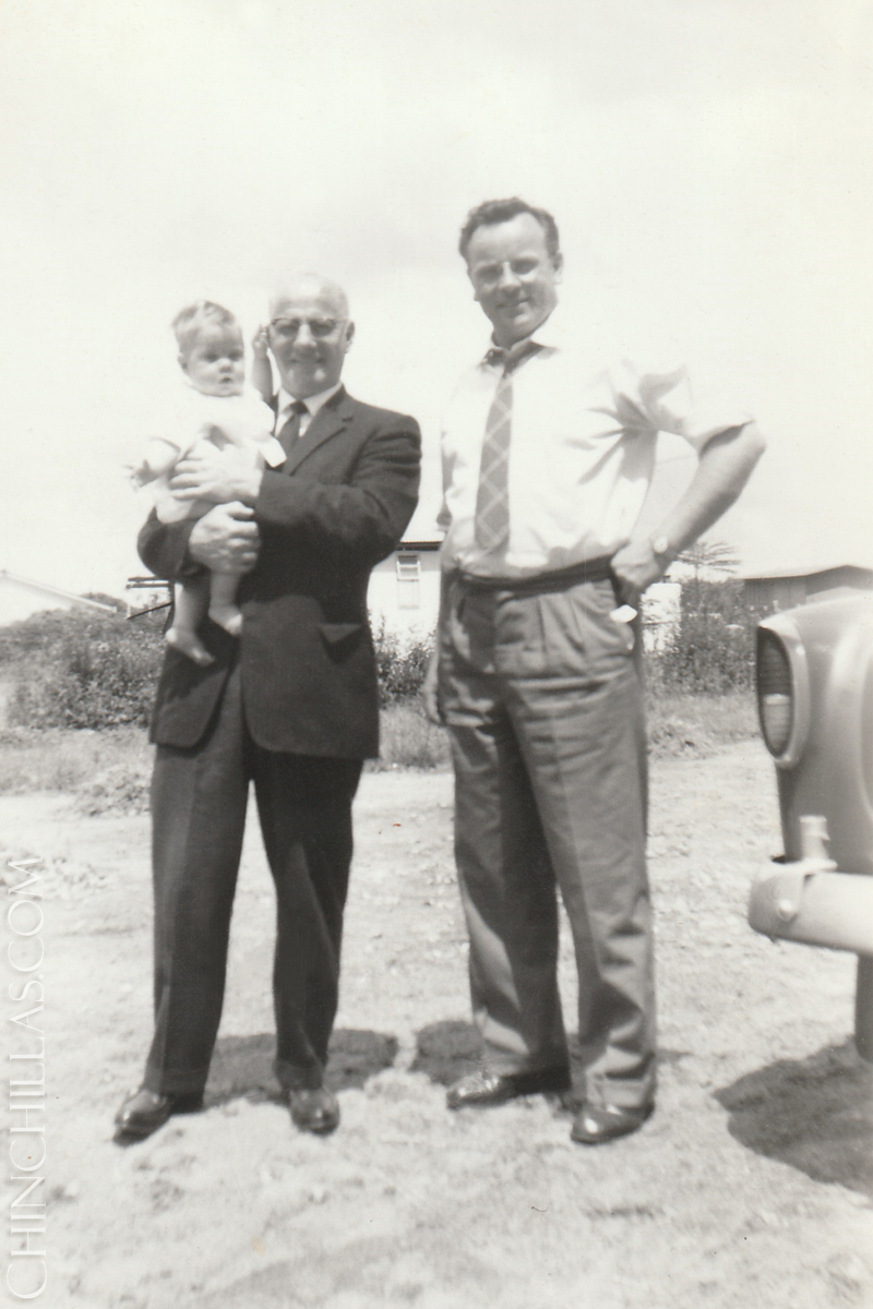 gillingham violet chinchilla salisbury rhodesia afro africa 